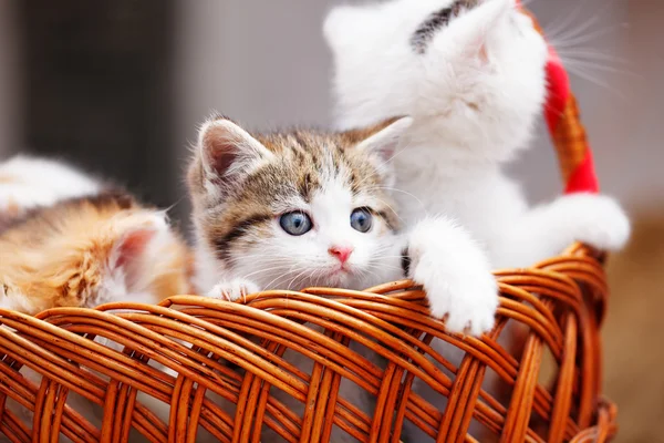 Gatito en cesta. Sol día de verano —  Fotos de Stock