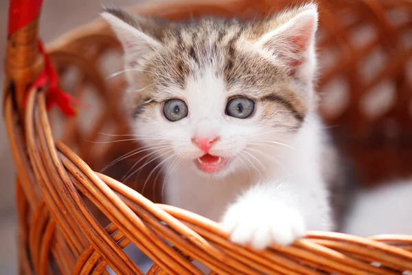 Kitten in basket. Sun summer day — Stock Photo, Image