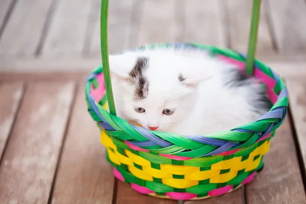 Kittens in a colorful basket