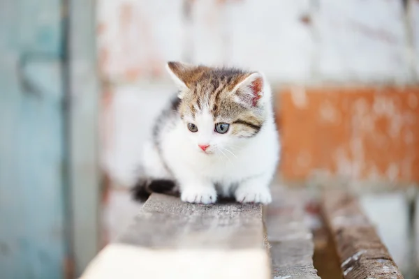 Ginger small kitten playing in the street — Stock Photo, Image