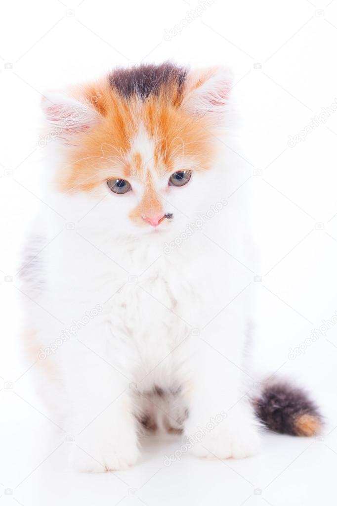 kedi bebek şampuanı ile yıkanır mı