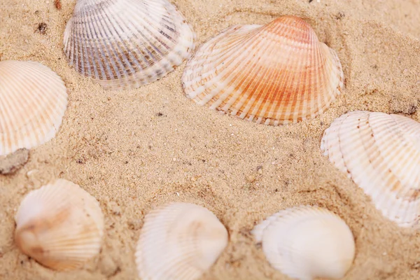 Conchas de mar con arena como fondo — Foto de Stock