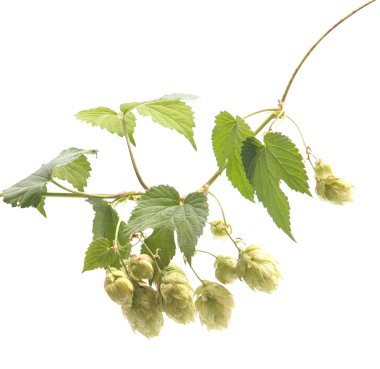 Beyaz arka planda izole edilmiş sıçrayışlar