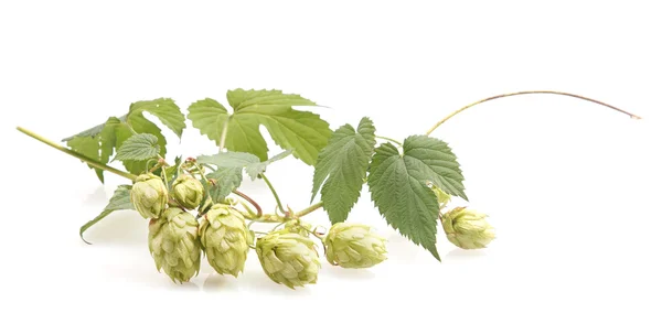Hops isolated on a white background — Stock Photo, Image