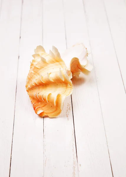 Seashell su sfondo bianco tavolo in legno — Foto Stock