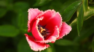 Kırmızı lale. Yakın çekim.