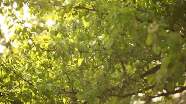 바람 부는 나무에 녹색을 통해 태양 빛 나뭇잎 — 비디오