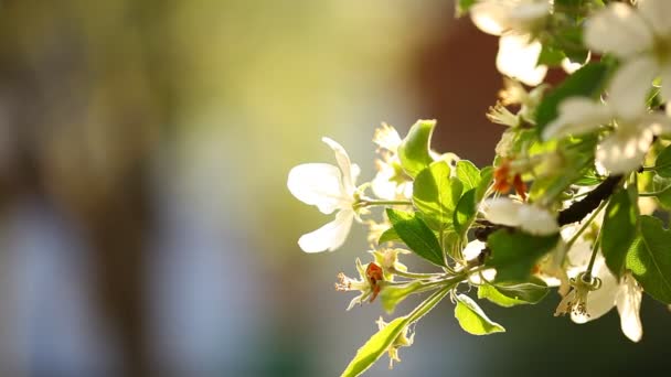 Flowering branch of apple — Stock Video