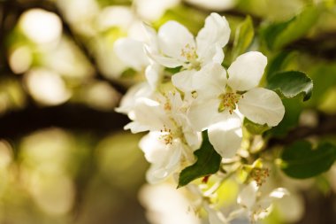 Çiçek açan elma ağacı