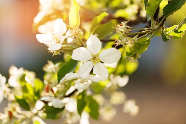 Çiçek açan elma ağacı