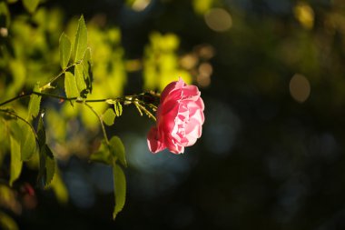 Daldaki kırmızı gül.