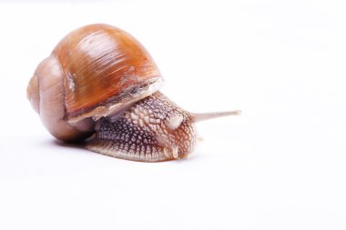 Beyaz arka plan üzerinde izole Bahçe salyangoz