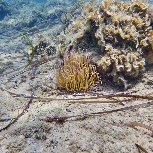 Θαλάσσια ανεμώνη σε αμμώδη βυθό της θάλασσας — Φωτογραφία Αρχείου