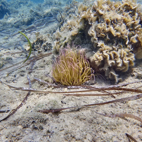 Anêmona do mar no leito do mar arenoso — Fotografia de Stock