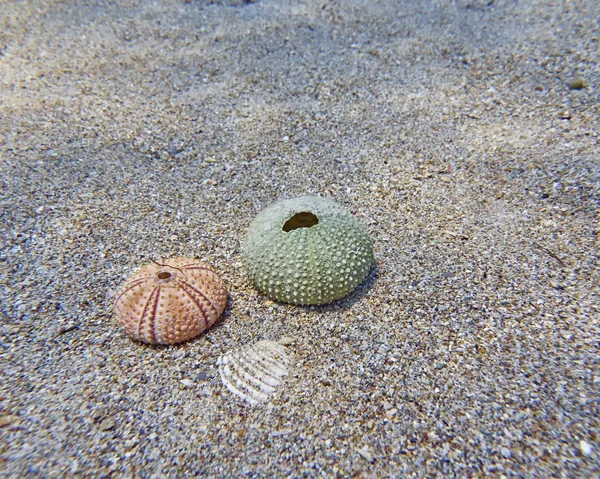 Two sea urchins and a shell — Stock Photo, Image