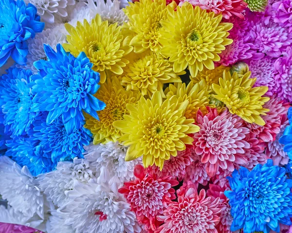 Variety of colorful chrysanthemums — Stock Photo, Image