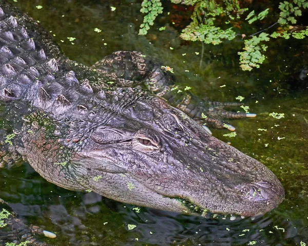 Ogromny aligator w bagnie — Zdjęcie stockowe