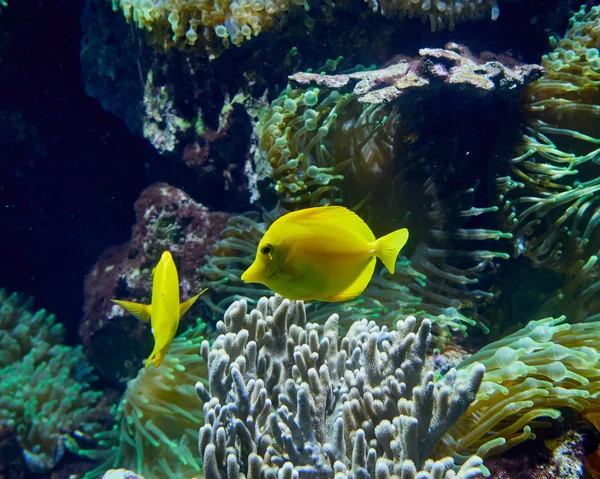 Tropikal sarı tang balık — Stok fotoğraf