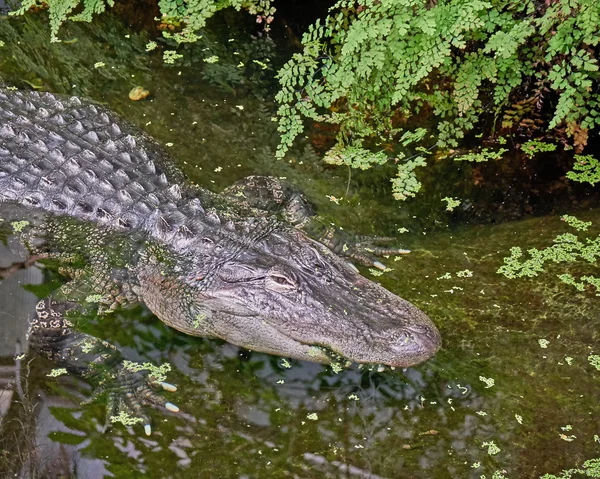 Huge aligator in the swamp — Stock Photo, Image