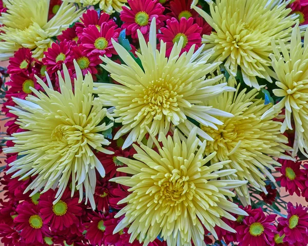 Fleurs de chrysanthème jaune et violet gros plan — Photo