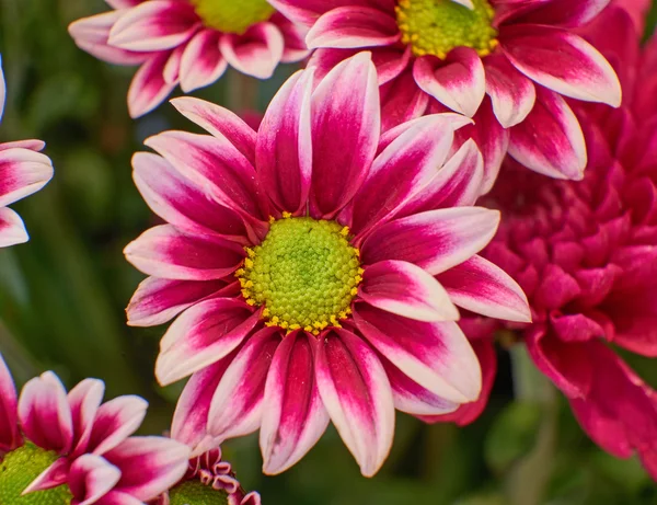 Purple and pale white chrysanthemum closeup — Stock Photo, Image