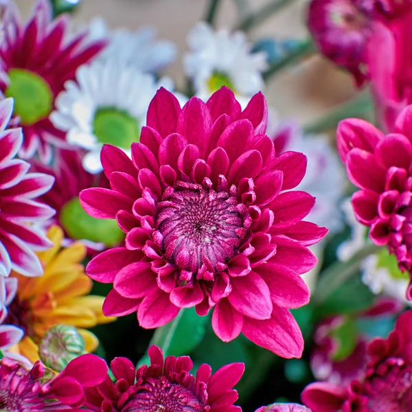 Chrysanthème gros plan dans le jardin — Photo