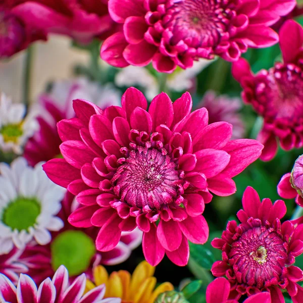 Vibrant violet chrysanthème gros plan — Photo