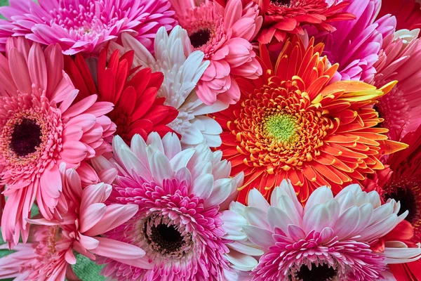 Gerbera bouquet de fleurs gros plan — Photo