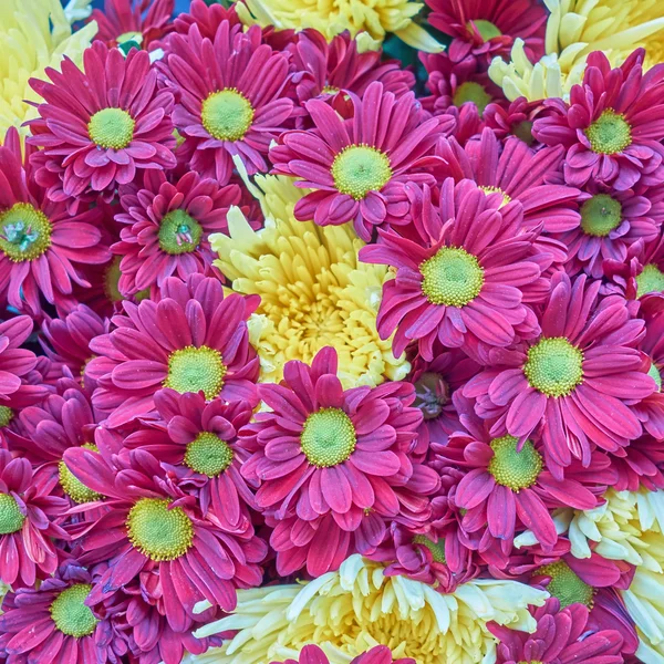 Paars met gele chrysanten closeup — Stockfoto