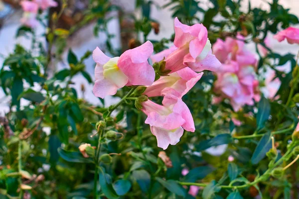 Rosa snapdragon blomma närbild — Stockfoto