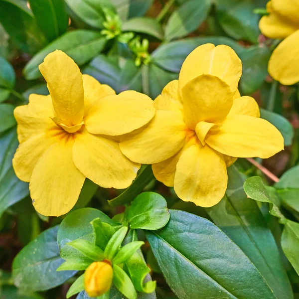 Dwa kwiaty Pierwiosnek żółty — Zdjęcie stockowe