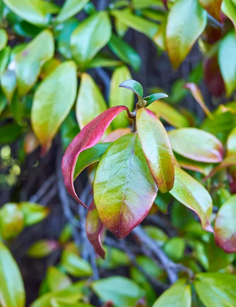 Красный зеленый листва крупным планом — стоковое фото