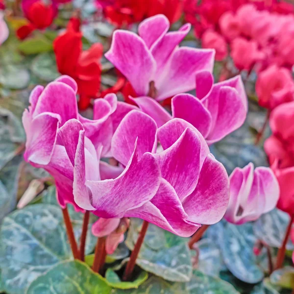 Rosa escuro flores ciclame closeup — Fotografia de Stock