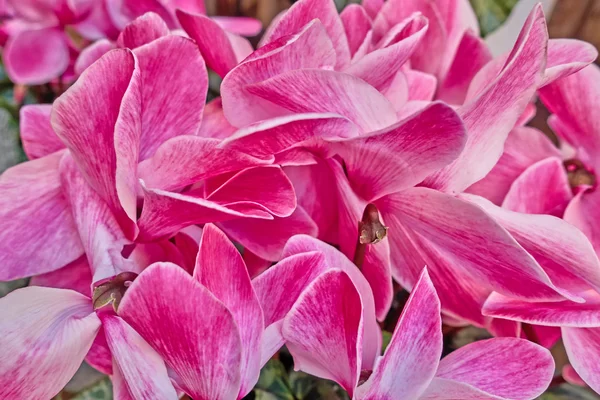 Mörk rosa cyklamen blommor closeup — Stockfoto