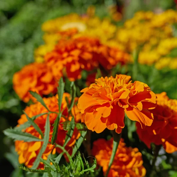 Marigold flowers in the garden, strong bokeh — Stock Photo, Image