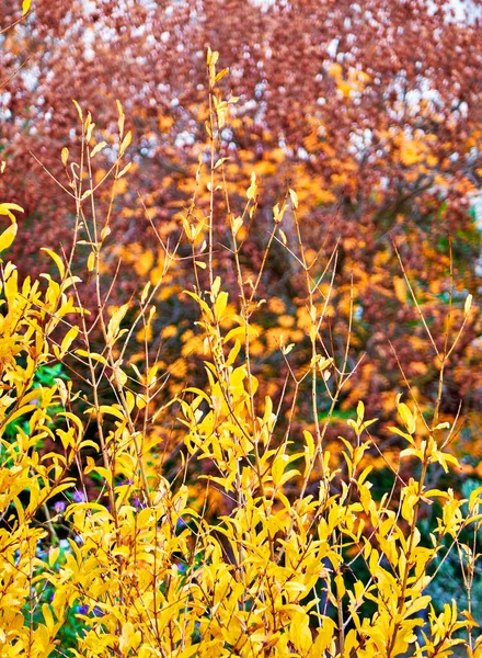 Lebhaftes Gelb Auf Rotem Herbstlaub Hintergrund — Stockfoto