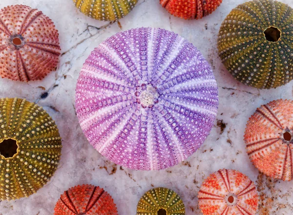 Farbenfrohe Seeigel Kollektion Auf Nassem Weißen Marmor Nahaufnahme Von Oben — Stockfoto