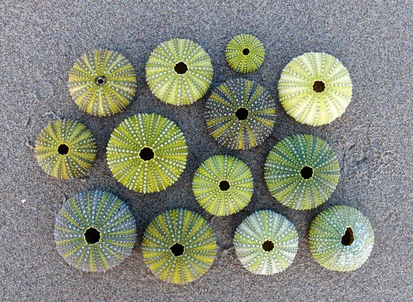 Green Sea Urchins Collection Wet Sand Beach Top View Closeup — Stock Photo, Image