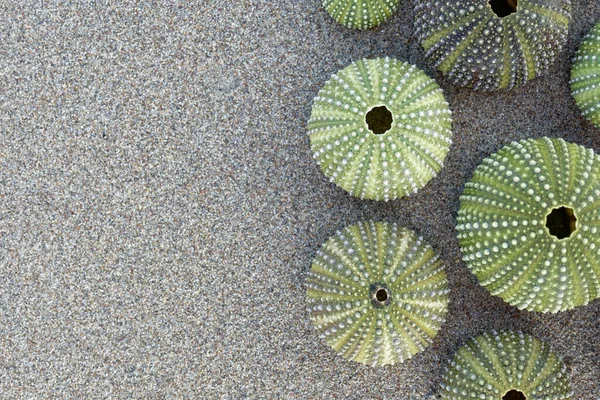 Green Sea Urchins Collection Wet Sand Beach Space Text — Stock Photo, Image