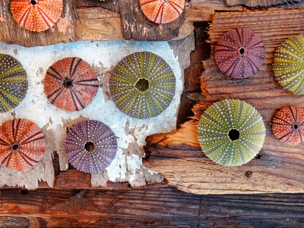 Collection Colorful Sea Urchin Shells Wet Weathered Sea Wood Planks — Stock Photo, Image