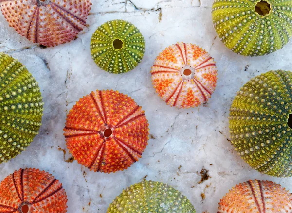 Colorata Collezione Ricci Mare Marmo Bianco Bagnato Primo Piano Vista — Foto Stock