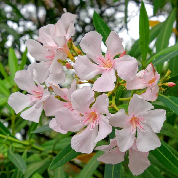 Luce Rosa Oleandro Mazzo Fiori Primo Piano Giardino Sfondo Naturale — Foto Stock