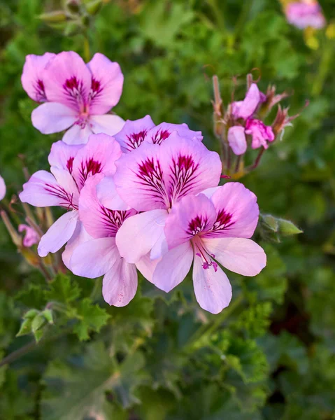 生机勃勃的粉色盆栽花朵紧贴着花园 — 图库照片