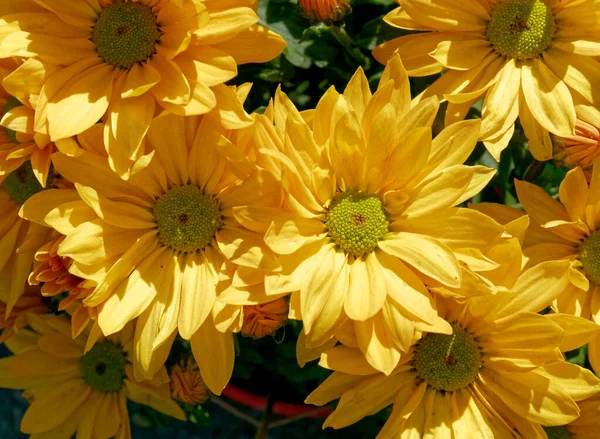 Яркие Желтые Хризантемы Вид Сверху Вблизи Саду — стоковое фото