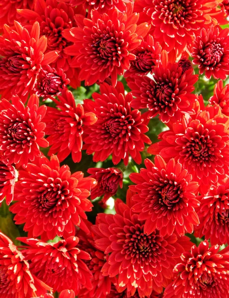 Chrysanthèmes Rouges Vibrants Vue Dessus Gros Plan Fond Naturel — Photo
