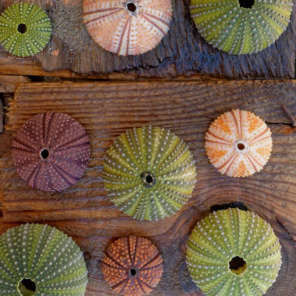 Collection Colorful Sea Urchin Shells Wet Weathered Sea Wood Planks — Stock Photo, Image