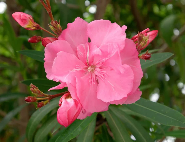 Grappolo Oleandro Rosa Chiaro Vicino Giardino — Foto Stock