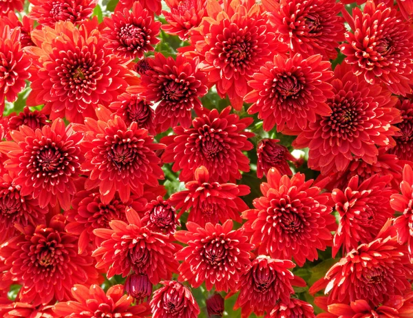 Chrysanthèmes Rouges Vibrants Vue Dessus Gros Plan Fond Naturel — Photo