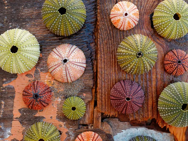 Coleção Conchas Coloridas Ouriço Mar Molhado Resistido Pelas Tábuas Madeira — Fotografia de Stock