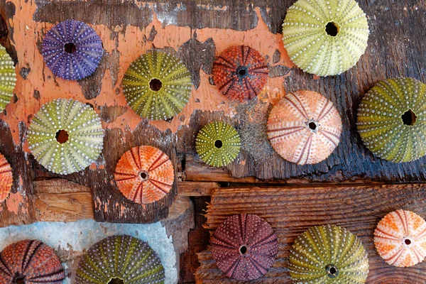 Collection Colorful Sea Urchin Shells Wet Weathered Sea Wood Planks — Stock Photo, Image